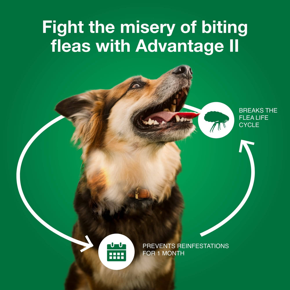 Advantage II Large Dog – Vet-Recommended Flea Treatment & Prevention for Dogs 21-55 lbs, 6-Month Supply