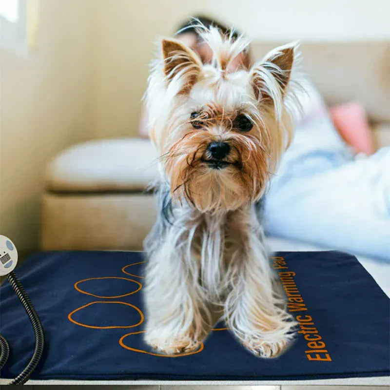 Heated dog pad providing warmth and joint relief for senior dog