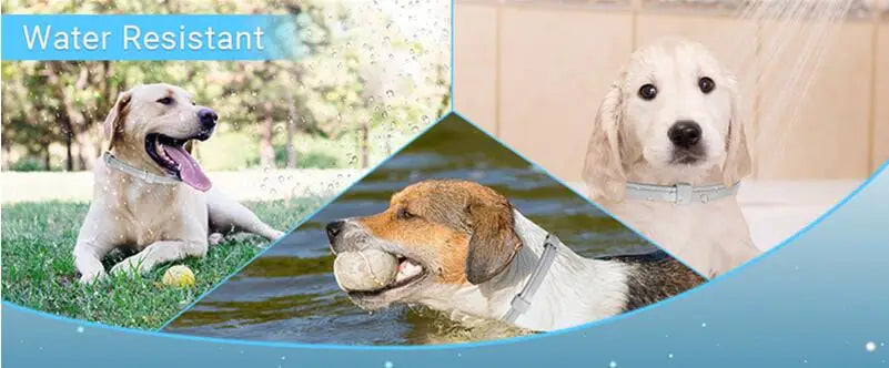 3-Pack Calming Collars for Dogs & Cats - 30 Day Pheromone Anxiety Relief