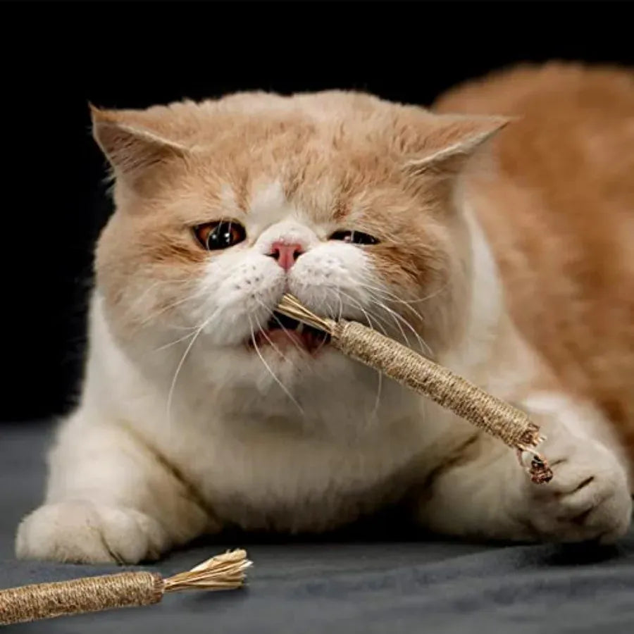 4 Pack Natural Silvervine Sticks for Cats – Chew Toys for Teeth Cleaning & Teething Kittens