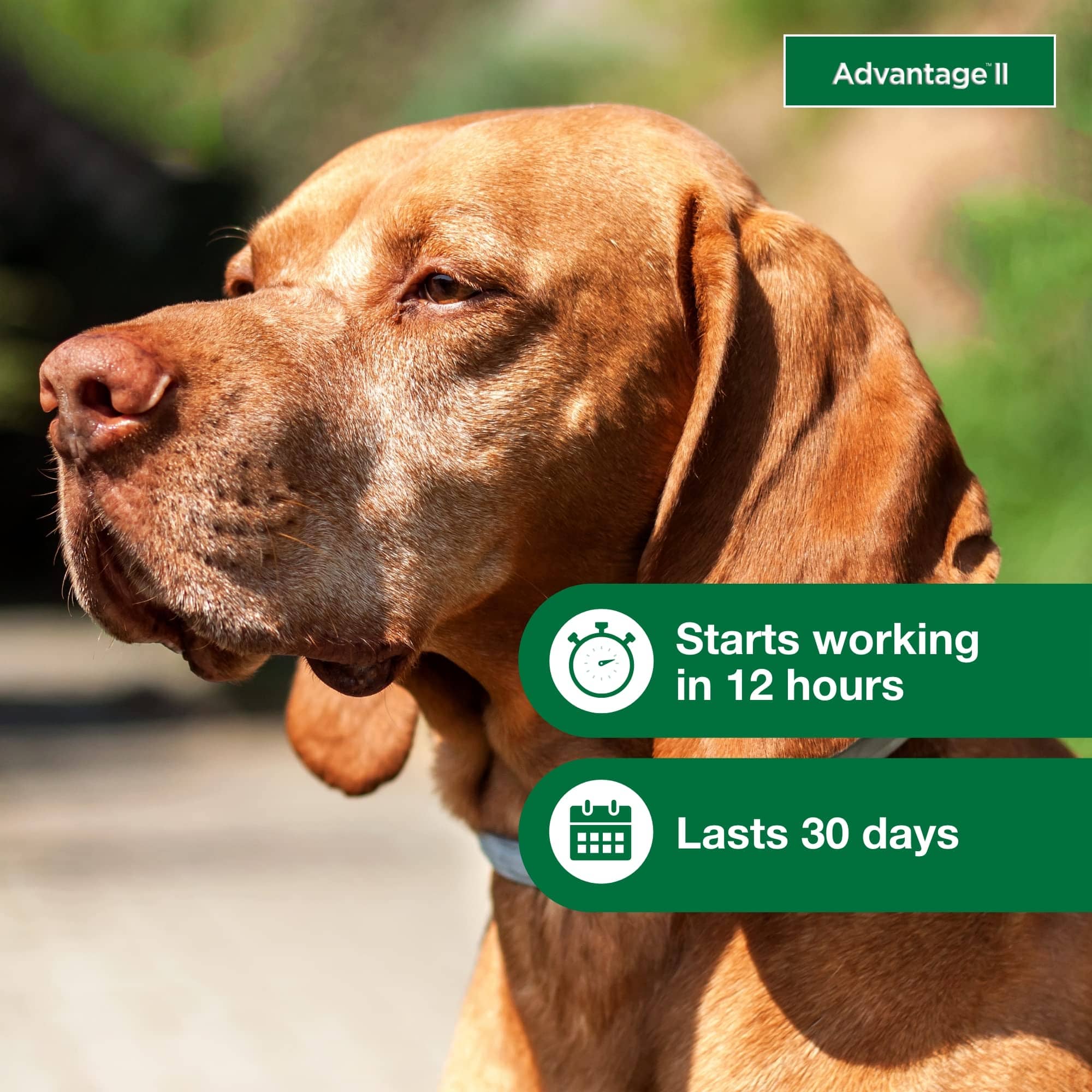 Advantage II Large Dog – Vet-Recommended Flea Treatment & Prevention for Dogs 21-55 lbs, 6-Month Supply