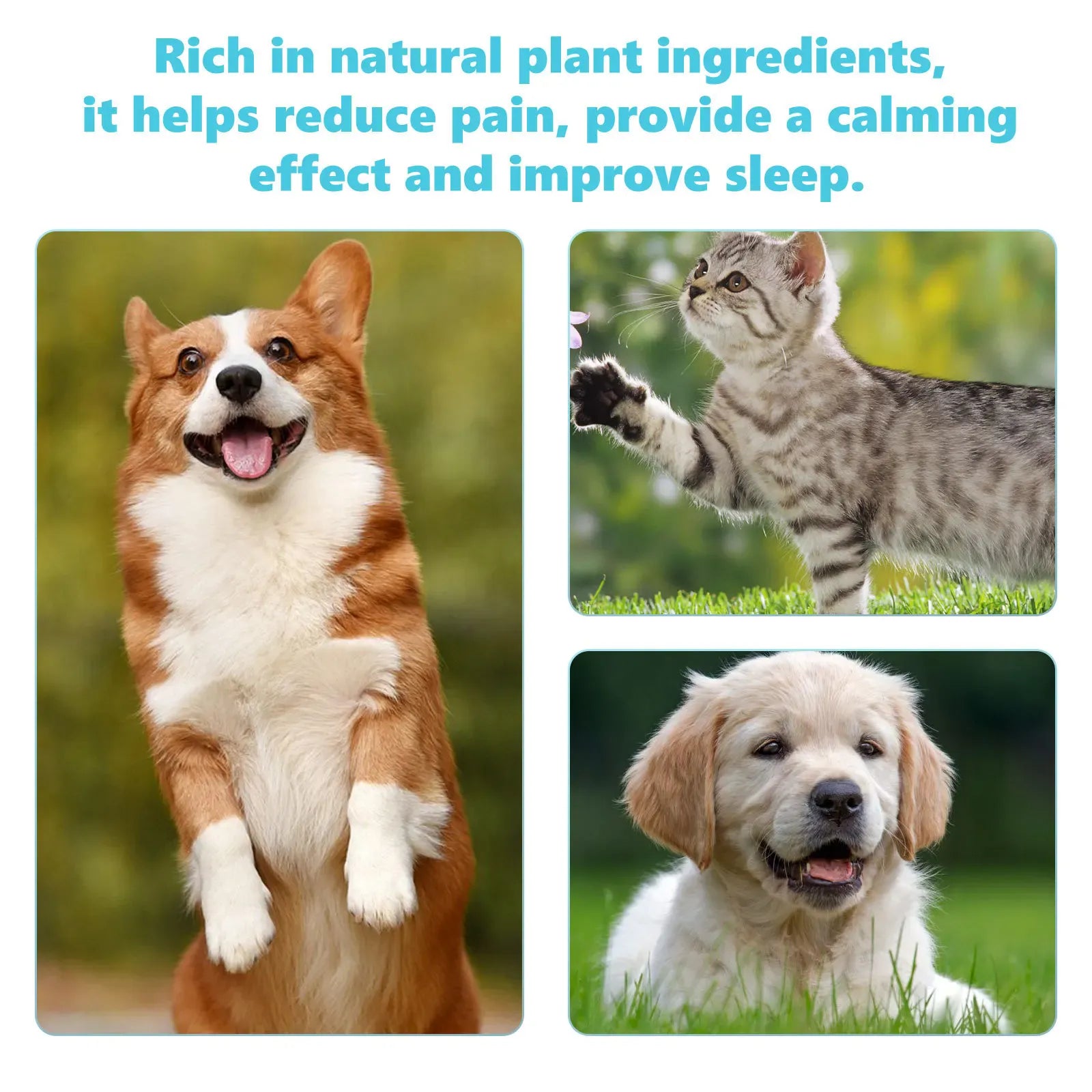 Dog Joint Glucosamine Drops | Hip & Joint Relief Supplement for Dogs | Arthritis & Mobility Support | Bone Strength & Pain Relief Liquid (50ml)