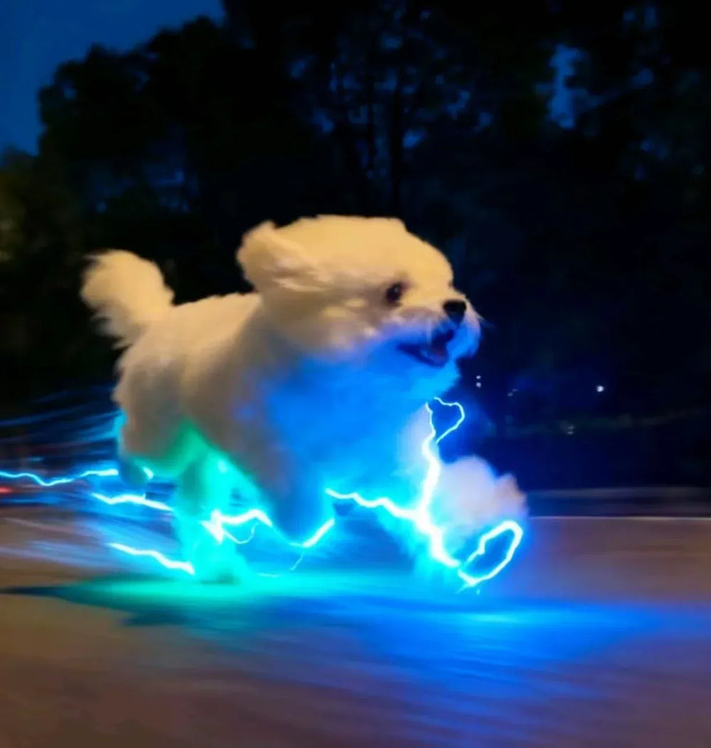 Glowing Dog Shoes & Collar - LED Night Safety Lights for Walking Pet