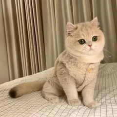 Warm Lambhair Fleece Cat Clothes | Soft Cozy Winter Vest for Cats & Puppies | Kitten Jacket Coat | Pet Sphynx Costume Sweater 고양이