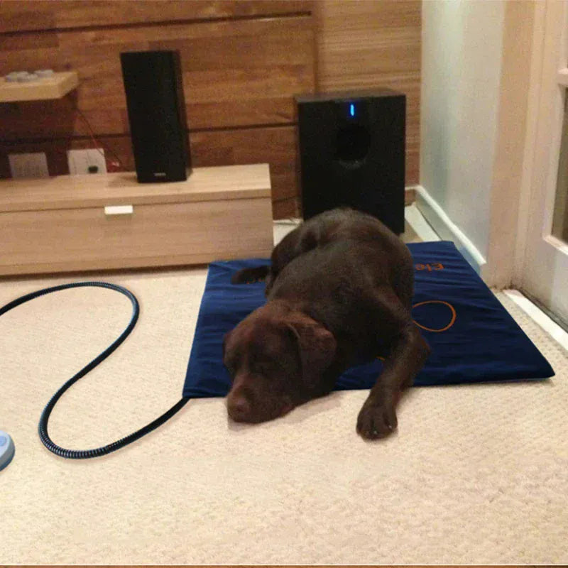 Pet heating pad placed on floor keeping dog warm and cozy